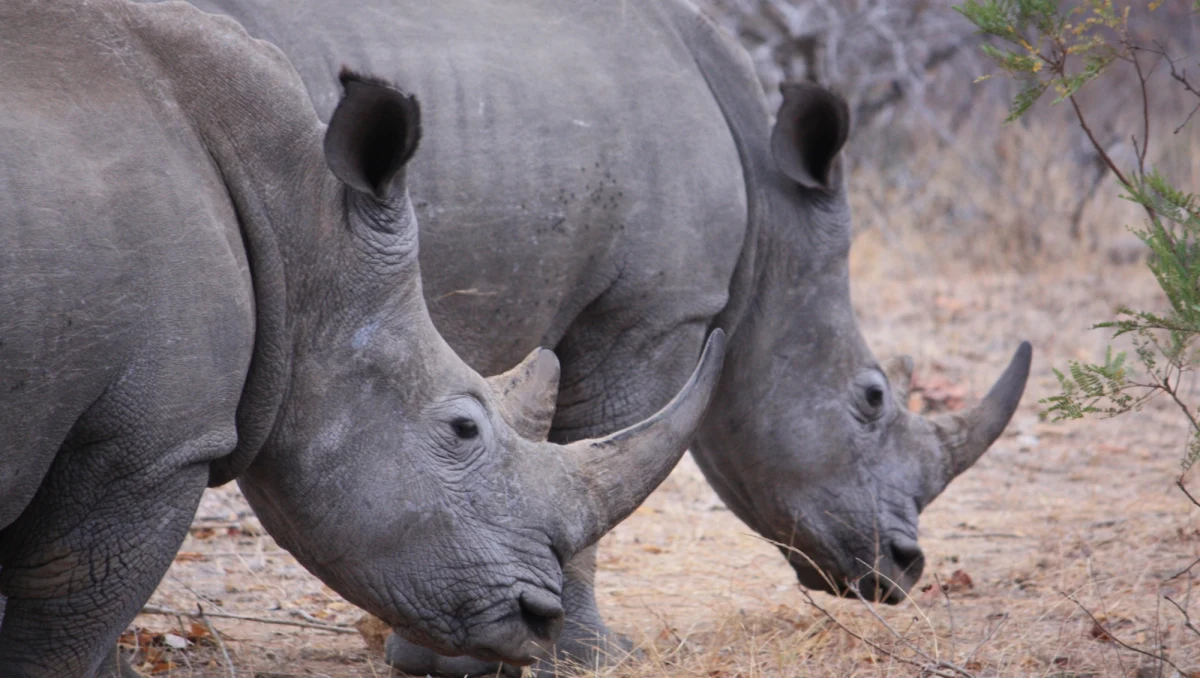 Nawet milion gatunków na Ziemi może wkrótce wyginąć jeśli my ludzie nie zmienimy mechanizmów działania naszej gospodarki i naszych społeczeństw - ostrzegają naukowcy. Eksperci działającej pod patronatem ONZ Międzyrządowej Platformy do spraw Bioróżnorodności i Wykorzystania Ekosystemów (IPBES) opublikowali dziś raport na temat wpływu procesów rozwoju ekonomicznego na naturę, przyjęty w ubiegłym tygodniu podczas konferencji w Paryżu. Przekonują, że przywrócenie równowagi ekologicznej to warunek konieczny nie tylko zachowania bogactwa natury, ale też zapewnienia rosnącej liczbie ludności żywności, wody i środków do życia.