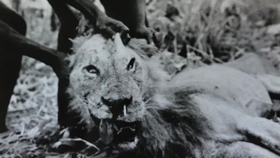 Lwy mogą polować na ludzi przez... jeżozwierze