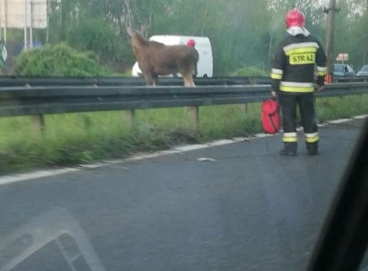 "Jak jedzie się od Dąbrowy Górniczej, na trasie krajowej numer 94, między Dąbrową a Sosnowcem, utknął łoś" - taką informację o poranku dostaliśmy od naszego słuchacza na Gorącą Linię. W sumie akcja uśpienia - jak się okazało rannego po wypadku łosia - 
i przewiezienia go w bezpieczne miejsce trwała w środę przez kilka godzin. "Pragnę wszystkich uspokoić :) Łoś z DK94 ma się dobrze. Nie ma złamań, jedynie otarcia. Jest transportowany do "domu" i w okolicach Maczek zostanie wypuszczony - poinformował na Twitterze prezydent Sosnowca Arkadiusz Chęciński. 