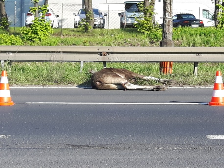 /Słuchacz RMF FM /Gorąca Linia RMF FM