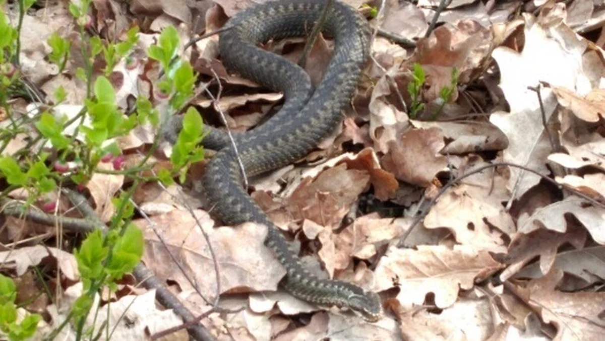 Mieszkaniec Białołęki w przydomowym ogródku znalazł żmiję zygzakowatą długości około metra. Dorodny gad został odłowiony przez Ekopatrol, który wypuścił go do lasu.