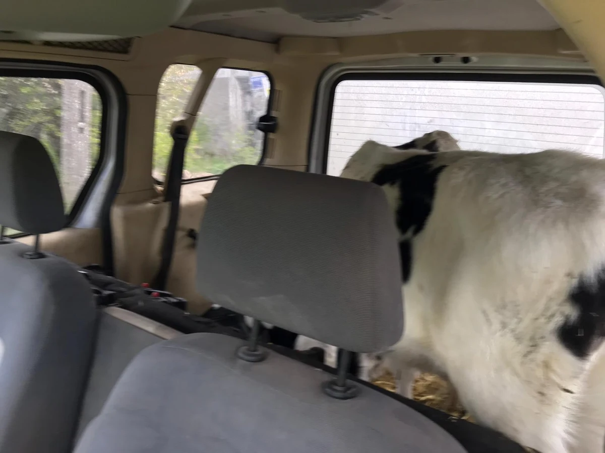 Kierowca dostawczego forda przykuł uwagę olsztyńskiej drogówki tym, że nie miał przedniego zderzaka. Podczas kontroli na jaw wyszło również to, że opony w jego aucie na tylnej osi mają różny bieżnik. Jednak policjanci najbardziej byli zaskoczeni w chwili, gdy otworzyli bagażnik. Znajdowały się tam… dwa młode cielaki. 