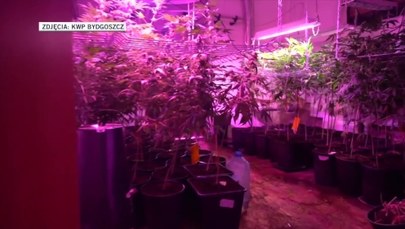 Plantacja marihuany ukryta za szafą. Ponad 600 krzaków konopi
