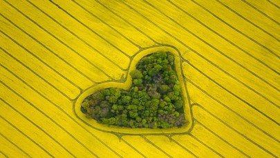 ​Serce w rzepaku. Te zdjęcia robią wrażenie!