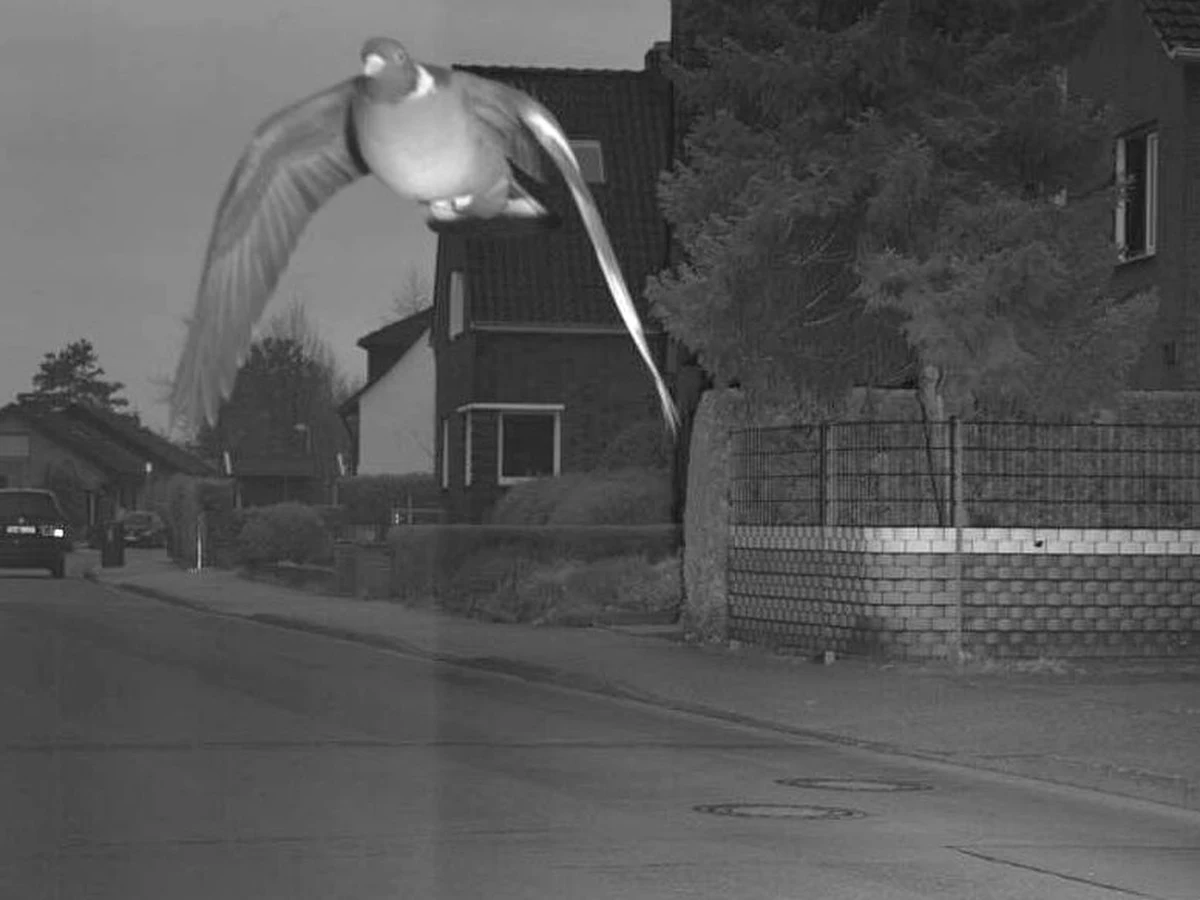 Pędził 45 km/h przy ograniczeniu prędkości do trzydziestu i pozostając na kursie grożącym kolizją z innymi uczestnikami ruchu… O przyłapaniu na gorącym uczynku pirata drogowego doniosło niemieckie miasto Bocholt. Nietypowego - dodajmy - pirata…