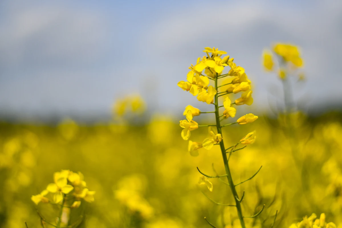 Nadchodzący weekend nie zapowiada się najlepiej. W przeważającej części kraju niebo będzie pochmurne i deszczowe. Należy także spodziewać się burz z piorunami.