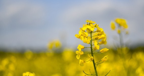 Nadchodzący weekend nie zapowiada się najlepiej. W przeważającej części kraju niebo będzie pochmurne i deszczowe. Należy także spodziewać się burz z piorunami.