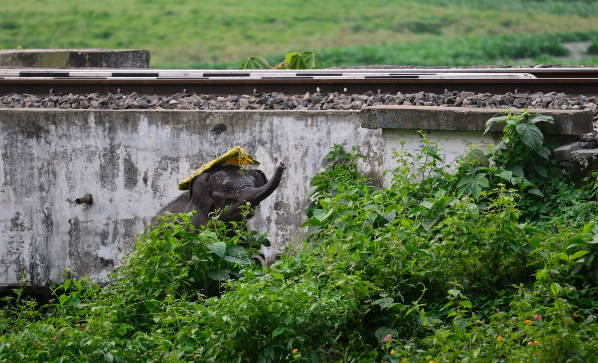 Słoniątko zostało porzucone na obrzeżach Guwahati w Indiach. Okoliczni mieszkańcy próbowali mu pomóc, ponieważ utknął w gęstej roślinności i głębokiej wodzie, po tym, jak przypadkowo odłączył się od matki. Całe stado znalazło się tam w poszukiwaniu pożywienia.