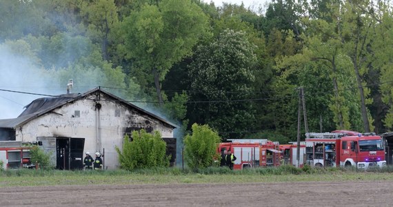 Blisko 2 tys. świń zginęło w wyniku pożaru chlewni w Więckowicach w gminie Dopiewo (wielkopolskie). Pożar, który wybuchł w poniedziałek po południu, został opanowany; trwa dogaszanie budynku.