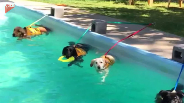 Oto jak wygląda szkoła pływania dla psów. 