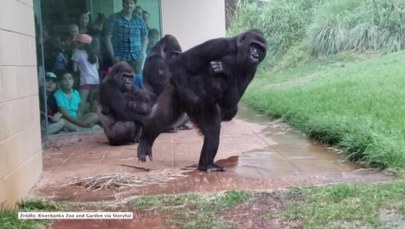 Goryle w zoo w Karolinie Południowej uciekają przed ulewnym deszczem
