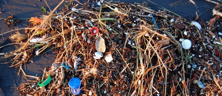 Plastik w wodach oceanów szkodzi nie tylko rybom i morskim ssakom, znacznie poważniejsze może być jego niekorzystne działanie na morskie bakterie - przestrzegają na łamach czasopisma "Communications Biology" australijscy i duńscy naukowcy. Wyniki ich badań wskazują na to, że substancje chemiczne uwalniające się z tworzyw sztucznych w wodzie zaburzają rozwój najpowszechniejszych fotosyntetyzujących sinic z gatunku Prochlorococcus marinus. A tym właśnie mikroorganizmom my ludzie zawdzięczamy nawet 10 proc. tlenu, którym oddychamy.