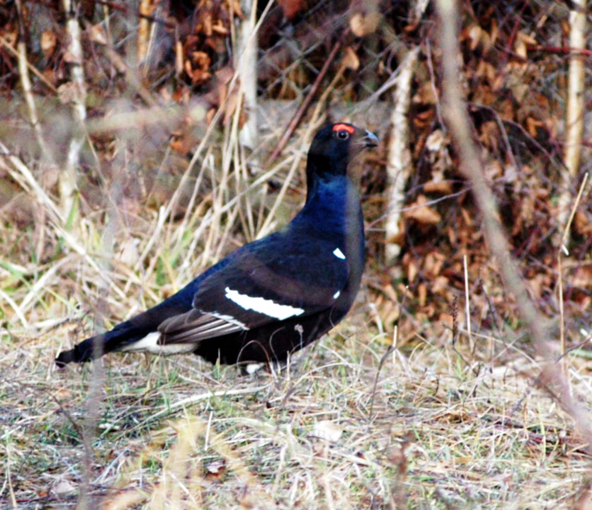 Tatrzański Park Narodowy postanowił przedłużyć zamknięcie szlaku turystycznego z Doliny Pięciu Stawów przez Świstówkę Roztocką do Morskiego Oka. Powodem są toki, czyli gody cietrzewi. 