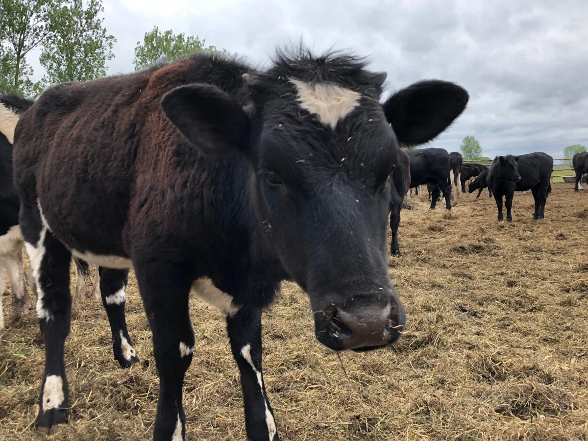 Nadal nie wiadomo co stanie się ze stadem ponad 170 krów z Ciecierzyc koło Gorzowa w Lubuskiem. Zwierzęta przez kilka lat żyły dziko na okolicznych łąkach. Miejscowa inspekcja weterynaryjna wydała decyzję o ich uśmierceniu. 