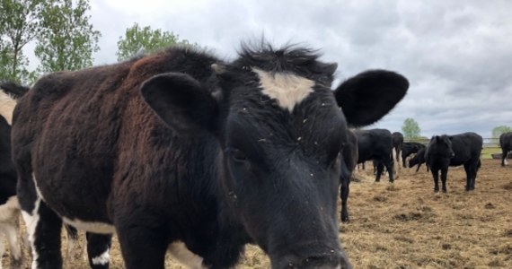 Nadal nie wiadomo co stanie się ze stadem ponad 170 krów z Ciecierzyc koło Gorzowa w Lubuskiem. Zwierzęta przez kilka lat żyły dziko na okolicznych łąkach. Miejscowa inspekcja weterynaryjna wydała decyzję o ich uśmierceniu. 