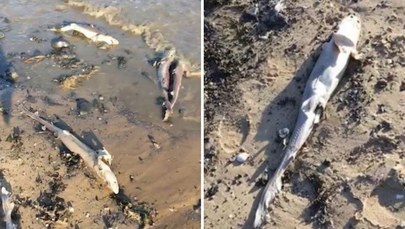 Dziesiątki martwych rekinów na walijskiej plaży