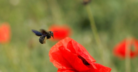 Od 70 lat nikt w Polsce ich nie widział. Gatunek, który w 2002 roku został uznany w naszym kraju za wymarły, od niedawna jest obserwowany coraz częściej. Mowa o "czarnych pszczołach", a właściwie zadrzechni fioletowej (Xylocopa violacea).