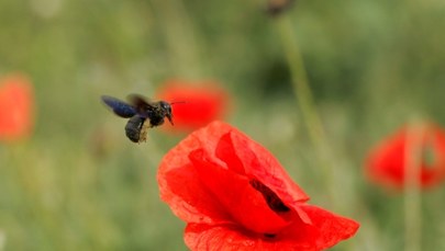 "Czarne pszczoły" znów w Polsce. Czy są niebezpieczne?