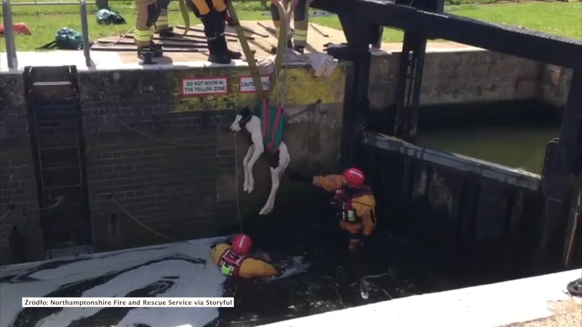 Ten zaledwie trzydniowy źrebak wpadł do jednego z kanałów i nie umiał się z niego wydostać. Na szczęście z pomocą przybyli mu strażacy, którzy błyskawicznie uratowali zwierzaka z opresji.