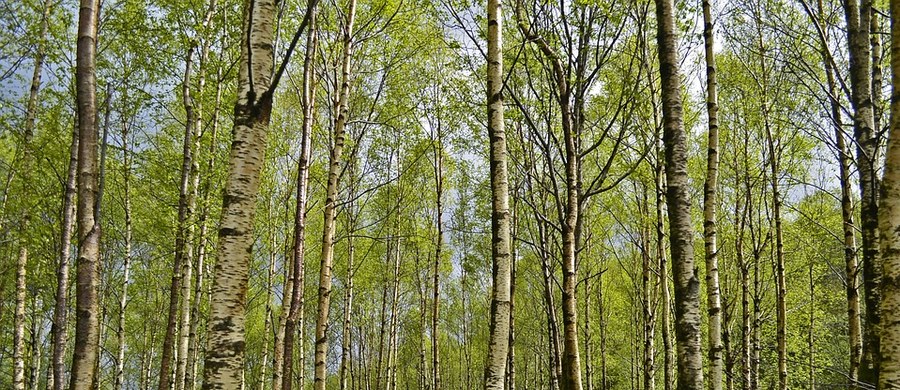 Kleszcze piją krew od żywicieli trzy razy w ciągu całego swojego życia, wyszukują ofiary dzięki niezwykle czułym zmysłom, reagującym m.in. na ciepło i wydychany dwutlenek węgla i potrafią przeżyć kilkunastostopniowe mrozy. Właśnie rozpoczął się szczyt aktywności tych pasożytów.