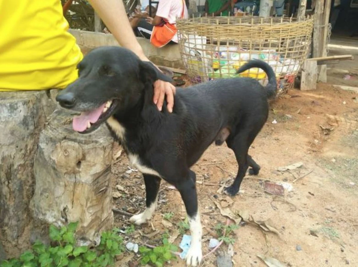 Kaleki kundel zyskał uznanie mieszkańców niewielkiej wsi w Tajlandii, ponieważ swoim zachowaniem doprowadził do uratowania noworodka zakopanego żywce przez nastoletnią matkę. Pies o wdzięcznym imieniu Ping Pong wyczuł zapach dziecka, zaczął kopać w ziemi i odsłonił nóżki chłopca.