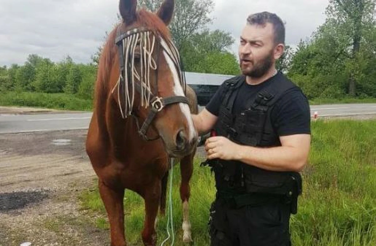 Pracownicy jednej z firm budowlanych złapali w Babicach konia. Kasztanka hasała po drodze krajowej nr 44. Młoda klacz uciekła właścicielowi z oddalonego o kilka kilometrów Bierunia.