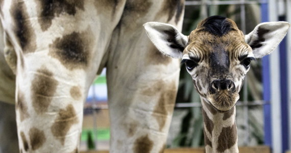 W Ogrodzie Zoologicznym w Opolu przyszedł na świat samczyk żyrafy. To 12. takie urodziny w placówce. Opolskie zoo może pochwalić się największym obecnie przychówkiem żyraf w Polsce. Stado liczy, wraz z nowo narodzonym, 9 zwierząt. Maluszek i jego mama czują się dobrze.