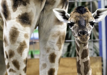 Żyrafiątko urodziło się w opolskim zoo