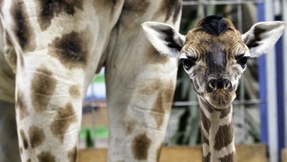 Żyrafiątko urodziło się w opolskim zoo