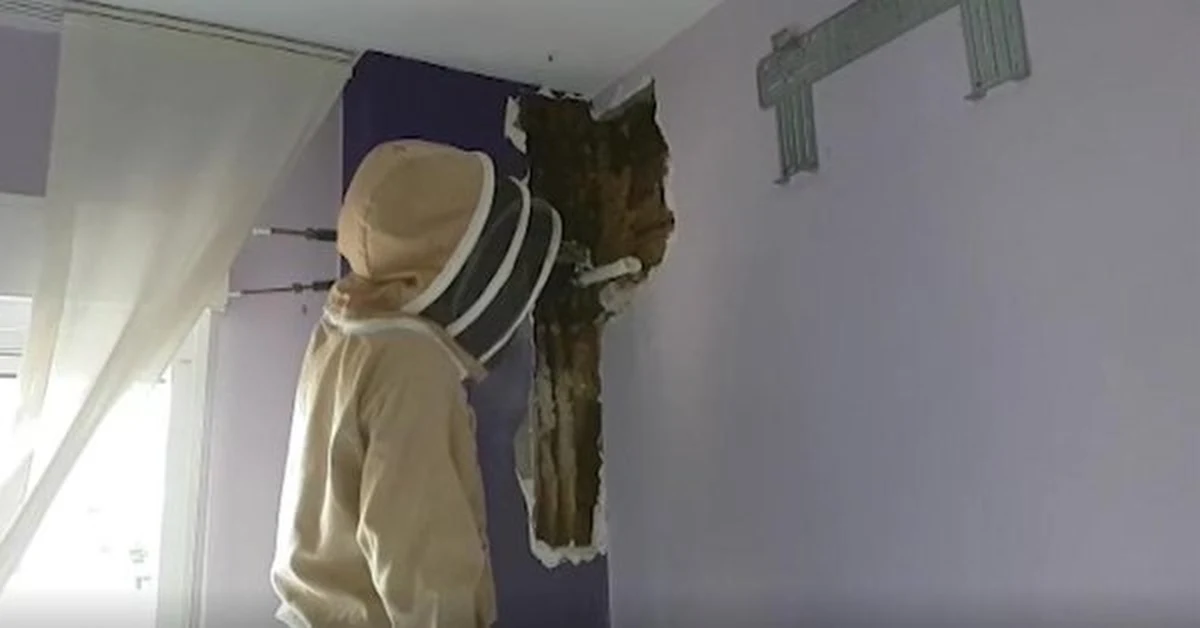 Pewna para z Pinos Puente pod Granadą w Hiszpanii odkryła w końcu, co sprawiało, że ciągle słyszeli w swojej sypialni brzęczenie. W ścianie ich domu żył sobie olbrzymi rój pszczół. 