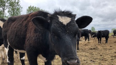 Krowy z Lubuskiego. Aktywiści rozbiją miasteczko namiotowe przy zagrodzie 
