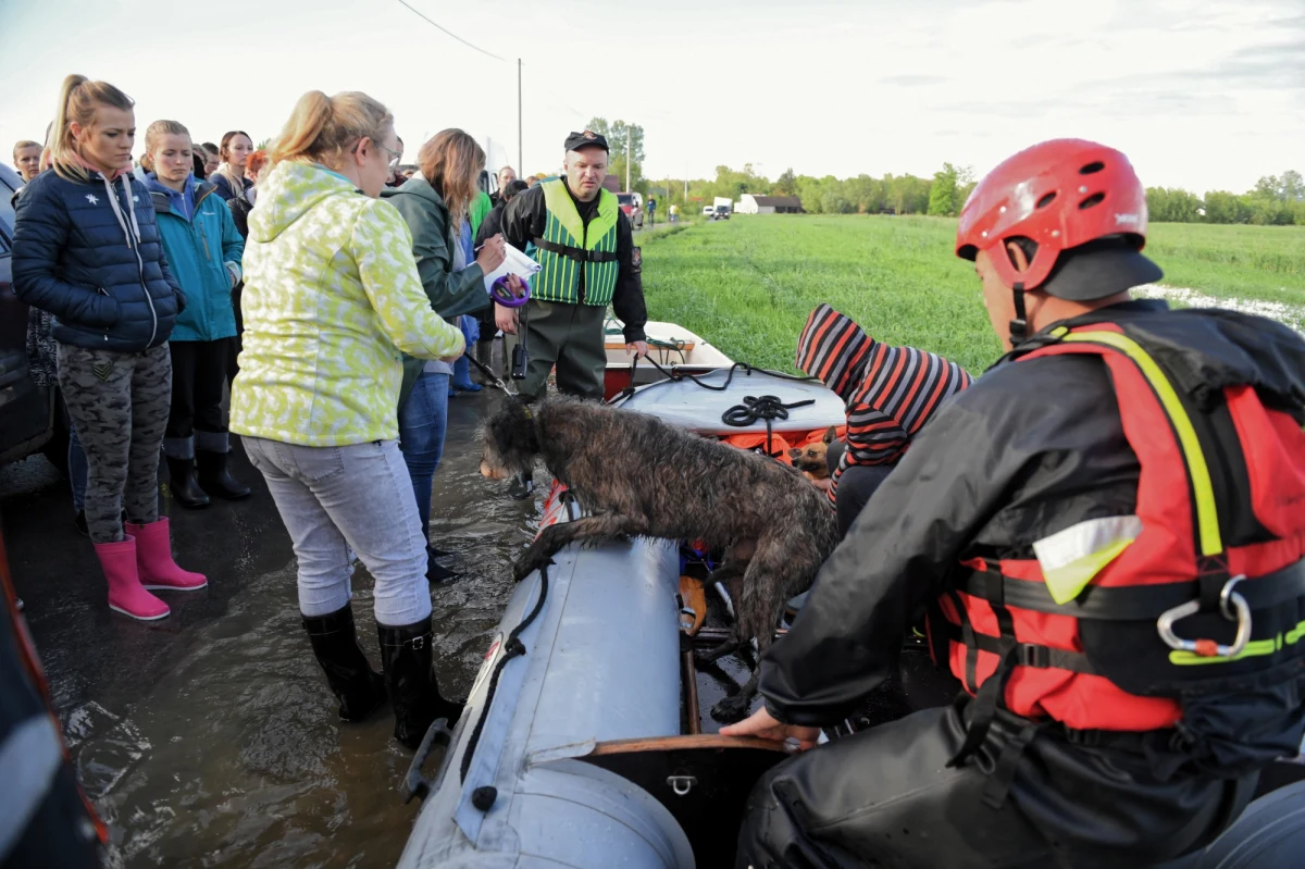 Z zagrożonego zalaniem schroniska dla zwierząt w Wadowicach Dolnych k. Mielca (Podkarpackie) strażacy ewakuowali 55 psów i jednego kota. "Na miejscu nie ma już ani jednego zwierzęcia" – powiedział rzecznik podkarpackiej straży pożarnej Marcin Betleja.