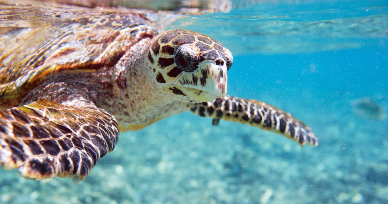 W skorupach żółwi można znaleźć „pamiątkę” po próbach nuklearnych
