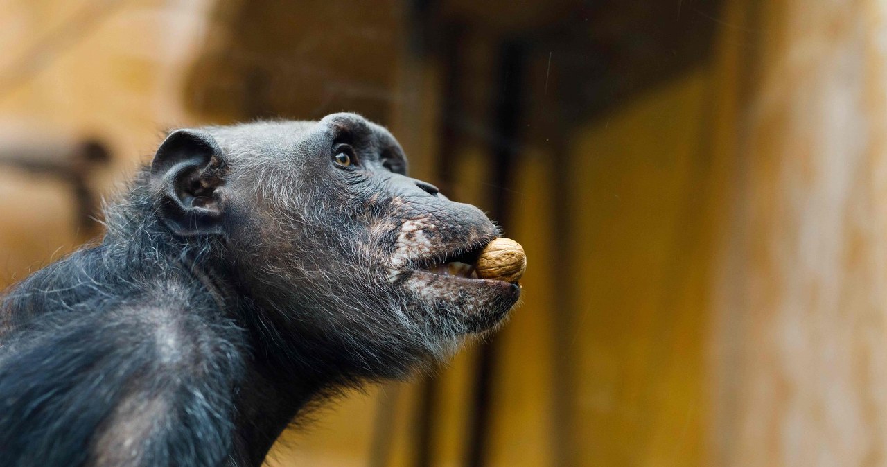 Nasi przodkowie chodzili wyprostowani… w koronach drzew?