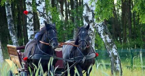 Poważny wypadek w Małopolsce. W Nowej Górze w powiecie krakowskim przewrócił się wóz konny, którym jechały dzieci będące na wycieczce szkolnej. Sześcioro z nich jest rannych.