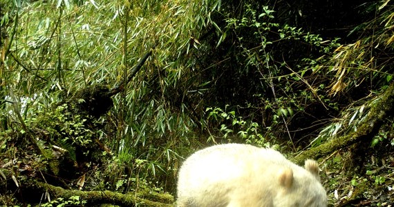 Panda wielka albinos została uchwycona przez kamery w lesie bambusowym w Chinach. To pierwszy taki przypadek znany naukowcom, dotyczący pandy żyjącej dziko na wolności. 