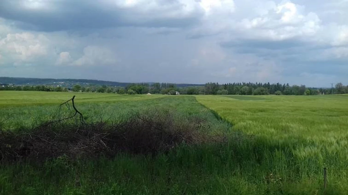 W Olszanicy w Krakowie mają powstać tzw. poletka remediacyjne, gdzie ma być oczyszczana skażona gleba. I choć firma PETROSTER odpowiedzialna za inwestycję oraz urzędnicy – zapewniają, że chodzi jedynie o ziemię z substancjami ropopochodnymi, to mieszkańcy i ekolodzy obawiają się, że może ona zawierać silnie toksyczne związki chemiczne. Ostateczna decyzja w sprawie poletek jeszcze nie zapadła.  