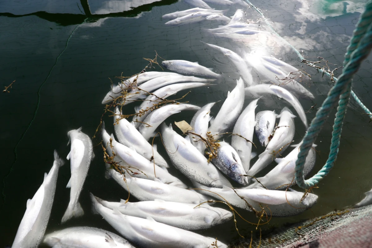 Z powodu kwitnących alg w norweskich farmach na archipelagu Lofoty zdechło 8 milionów łososi. To olbrzymia strata. Łososie są dla Norwegów tak cenne jak ropa.   