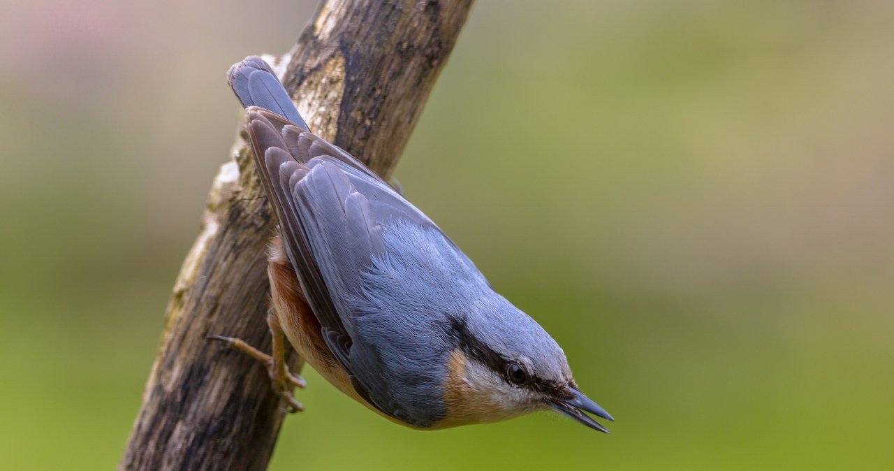 Z jego obecności ucieszy się każdy ogrodnik. Jest jedyny w Europie