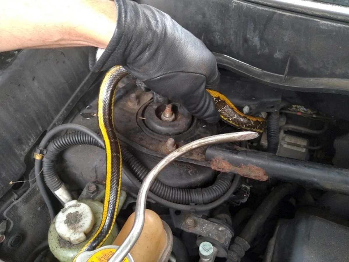 W pobliżu jednego z warszawskich przedszkoli pełzał wąż. Zauważyły go pracownice placówki, które zadzwoniły po Ekopatrol straży miejskiej. "Wąż trafił do stołecznego oddziału CITES" - poinformował inspektor Jerzy Jabraszko z referatu prasowego warszawskiej straży miejskiej.