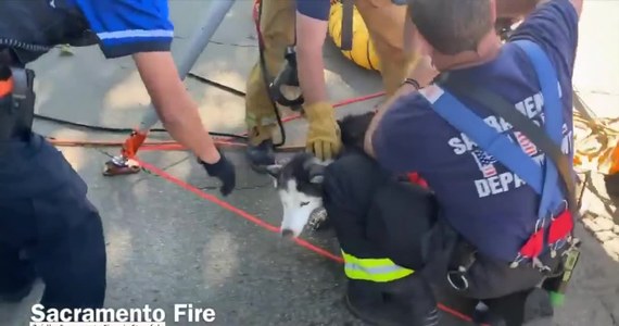 Strażacy z amerykańskiego Sacramento uratowali niewidomego psa, którego przez dwa dni szukali właściciele. Jak się okazało, 10-letni husky znalazł się w kanalizacji.