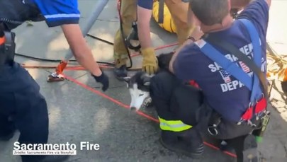 Niewidomy pies uratowany przez strażaków. Wydobyli go ze studzienki kanalizacyjnej
