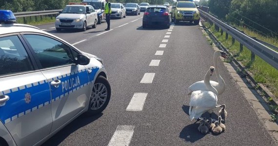 Taka interwencja nie zdarza się codziennie. Policjanci z Białogardu w Zachodniopomorskiem pomogli rodzinie łabędzi. Para ptaków wraz ze stadkiem młodych wędrowała poboczem drogi krajowej nr 6.