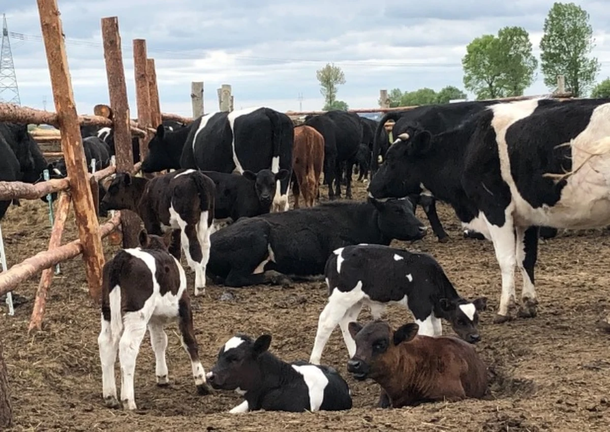 „Wolne krowy z Deszczna na pewno nie trafią na ubój” – deklaruje w rozmowie z RMF FM minister rolnictwa Jan Ardanowski. Chodzi o stado około 180 krów, które najpierw miały zostać wybite. W ubiegłym tygodniu - po interwencji polityków – zapadła decyzja, że trafią do państwowego gospodarstwa. 