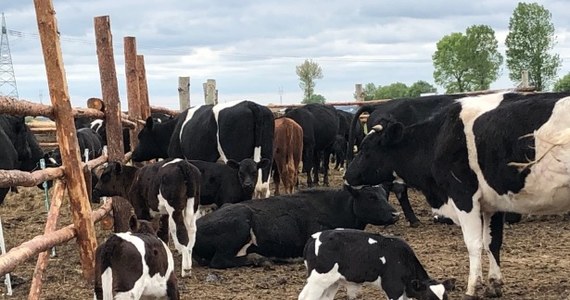 „Wolne krowy z Deszczna na pewno nie trafią na ubój” – deklaruje w rozmowie z RMF FM minister rolnictwa Jan Ardanowski. Chodzi o stado około 180 krów, które najpierw miały zostać wybite. W ubiegłym tygodniu - po interwencji polityków – zapadła decyzja, że trafią do państwowego gospodarstwa. 