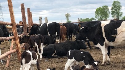 Minister rolnictwa: Wolne krowy z Deszczna na pewno nie trafią na ubój