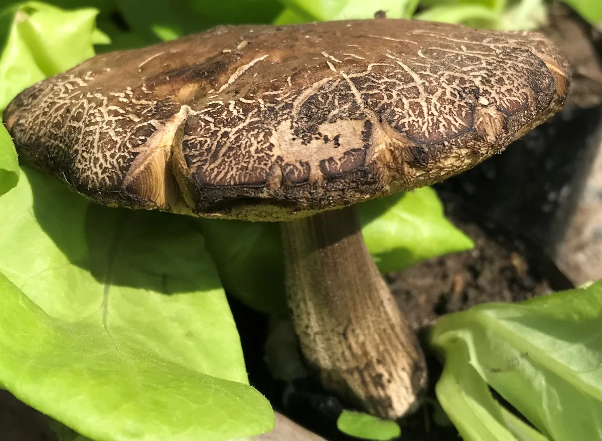 W lasach na Lubelszczyźnie pojawiły się grzyby. Nie ma się co dziwić, ponieważ po deszczowej pogodzie od kilku dni jest iście letnia aura. 