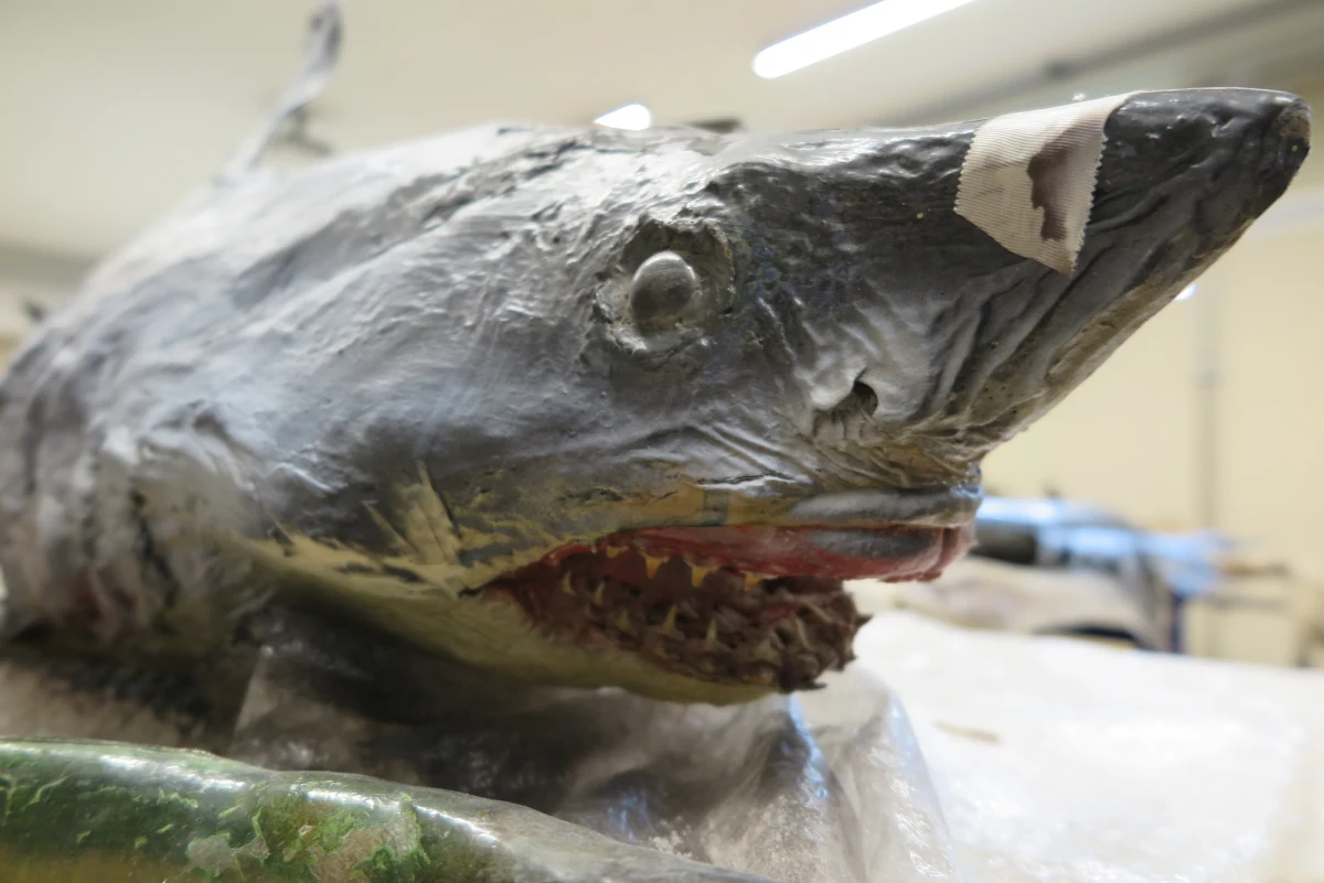 ​Pracownicy mówią, że tego co udało się przez lata zgromadzić wystarczyłoby do utworzenia sporego muzeum. Tymczasem unikatowe eksponaty po prostu ozdabiają ściany na korytarzach, a miejsce to skrywa najprawdziwsze potwory z głębin. Budynek Wydziału Nauk o Żywności i Rybactwa Zachodniopomorskiego Uniwersytetu Technologicznego jest dziś Twoim Niesamowitym Miejscem w RMF FM.