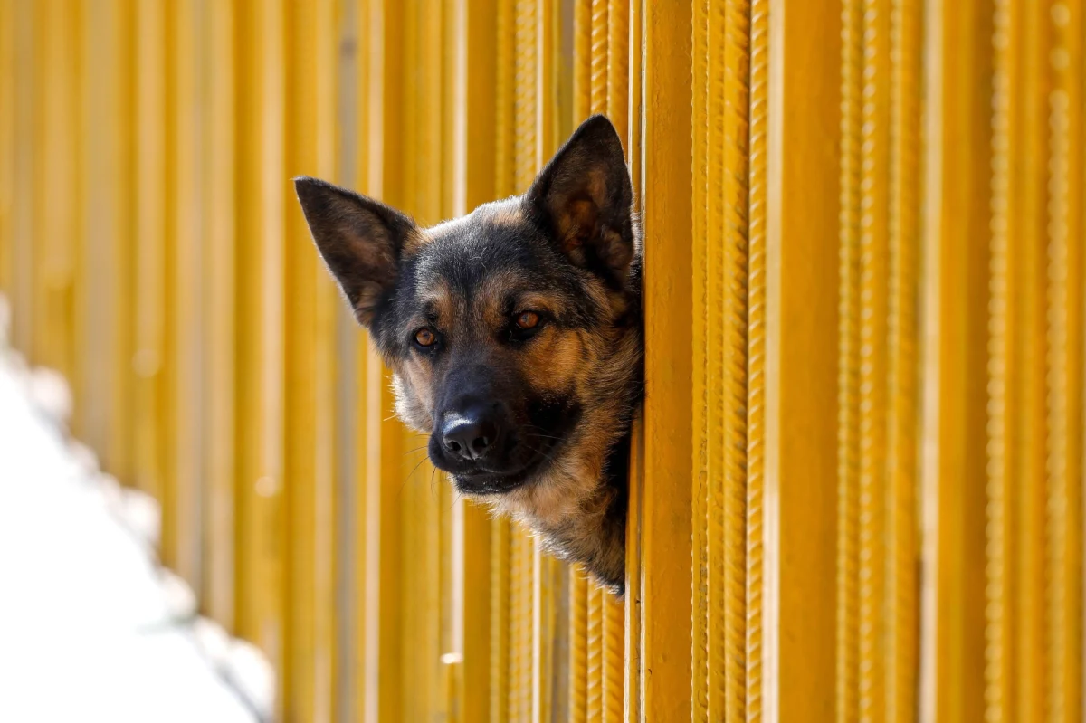 Kara do 500 euro grozi w Weronie właścicielom psów, którzy na wiele godzin zostawią je na balkonie. Latem straż miejska otrzymuje dziesiątki próśb od sąsiadów o interwencję i uwolnienie zwierząt. 