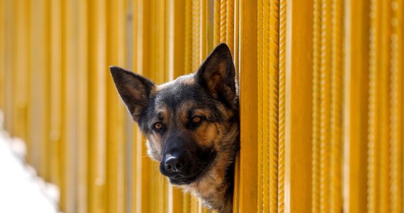 Kara do 500 euro grozi w Weronie właścicielom psów, którzy na wiele godzin zostawią je na balkonie. Latem straż miejska otrzymuje dziesiątki próśb od sąsiadów o interwencję i uwolnienie zwierząt. 